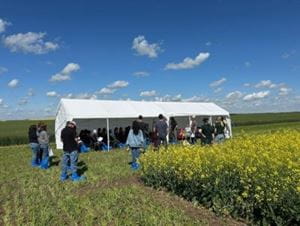 2025 Crop Diagnostic School station People gather at and around a large white tent set up beside a yellow canola field in a rural agricultural setting under a blue sky.