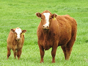 A cow and her calf standing in a lush green pasture. Both have reddish-brown coats with white faces and yellow ear tags marked '13'. They are looking directly at the camera, with a wire fence visible in the background.