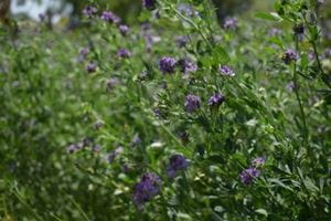 Green alfalfa plant blooming in Saskatchewan