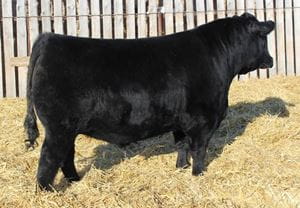 Black Angus Bull standing on a pile of hay in front of a grey fence