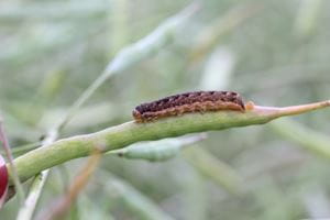 Bertha armyworm feeding on a canola pod.