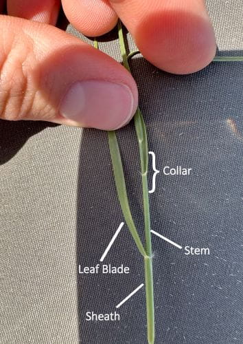 A well-focused photo of blue grama grass, showing the unique hairy collar and different parts of the plant.