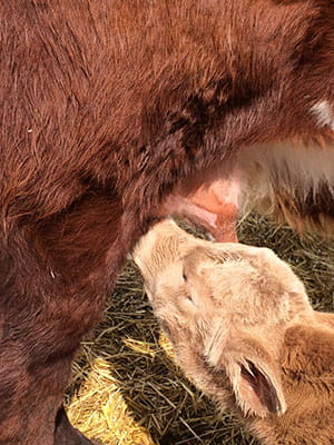 calf suckling