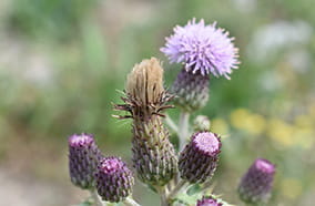 Purple flowers on a Canada Thistle in full bloom