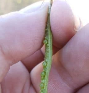 Canola pod and seeds damaged from fall frost