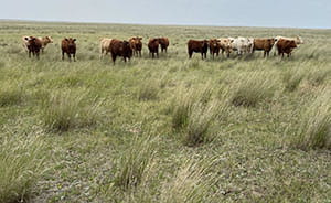 Cattle grazing wheatgrass