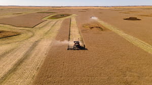 A red combine harvesting a ripe field