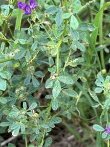 Alfalfa plant infected with common leaf spot A picture of an alfalfa plant showing common leaf spot on the leaves.