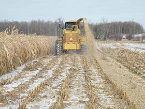Chopping corn into swaths for grazing