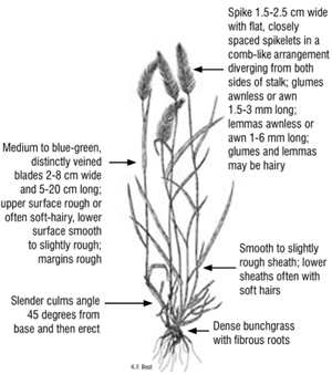 Identifying characteristics of Crested Wheatgrass (Sask Forage Council) A description of the characteristics to identify crested wheatgrass: Spike 1.5 to 2.5 centimetres (cm) wide with flat, closed, spaced spikelets in a comb-like arrangement diverging from both sides of stalk; glumes awnless or awn 1.5 to 3 millimetres (mm) long; lemmas awnless or awn 1 to 6 mm long; glumes and lemmas may be hairy. Medium to blue-green, distinctly veined blades 2 to 8 cm wide and 5 to 20 cm long; upper surface rough or often soft-hairy, lower surface smooth to slightly rough; margins rough. Slender culms angle 45 degrees from base and then erect. Smooth to slightly rough sheath; lower sheaths often with soft hairs Dense bunchgrass with fibrous roots