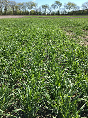 Fall rye ready for grazing