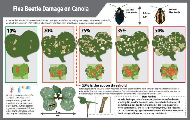 Flea Beetle Damage on Canola showing scouting guidance and damage levels from 10 per cent to 50 per cent, with images illustrating increasing leaf feeding damage, identification of crucifer and striped flea beetles (about 2.5 mm), and guidance that 25 per cent leaf damage is the action threshold for considering control, along with notes that feeding risk depends on temperature, moisture, and plant health, and that stem and petiole damage should also be checked because it can be more harmful, especially in hot, dry conditions.