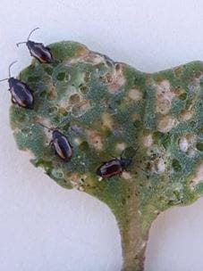 multiple tiny flea beetle feeding on a canola seedling