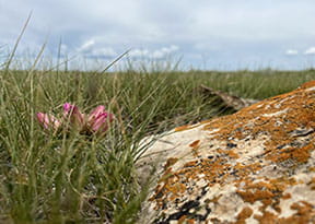 A close-up of a pincushion flower blooming in a field of grass