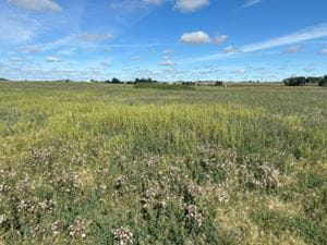 Weed pressure on an establishing forage stand including kochia, lambs-quarters, foxtail barley, and Canada thistle. 