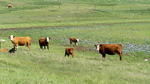  some cows and calves grazing on lush green pasture on a gentle slope by a hill