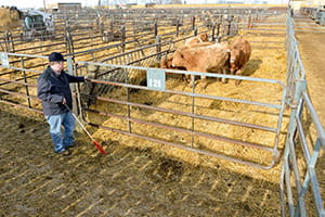 A farmer stands near farm enclosures with cattle behind enclosures