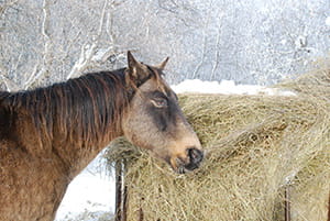 A brown horse feeding on hay in winter. In the background are snow-covered trees