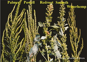  Inflorescences of Different Pigweeds against a black background with text showing Palmer, Powell, Redroot, Smooth Waterhemp