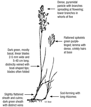Identifying characteristics of Kentucky bluegrass (Sask Forage Council) A description of the characteristics to identify the plant: Dense, pyramidal panicle with branches spreading at flowering; lower branches arranged in whorls of five. Flattened spikelets green to purple-tinged; lemma with dense, crinkly hairs at base. Dark green, mostly basal, linear blades 2 to 5 centimetres (cm) wide and 5 to 40 cm long; distinctly veined with boat-shaped tips; blades often folded. Slightly flattened sheath and culms; dark green sheath with distinct veins. Sod-forming with long rhizomes.
