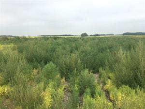 Kochia infestation on annual cropland