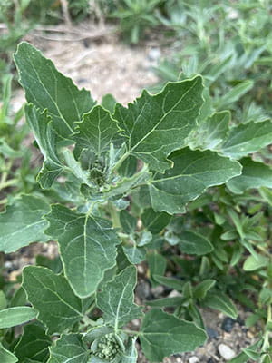 Lamb's quarters plant