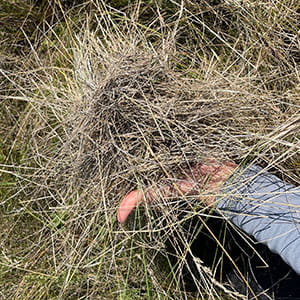 A handful of grassland