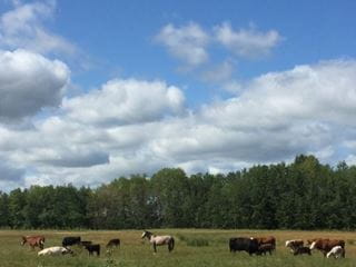 A grey horse, red mule, red and white cows, black cows, and a white cow on grass. Trees and blue sky in the background. 