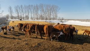 A group of cattle and young calves gather on a dry, straw covered area in a winter pasture.