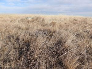 Native grasses hold their nutrition and palatability into the fall/winter when they are dormant. Photo shows dormant native plants and diversity of native rangelands.