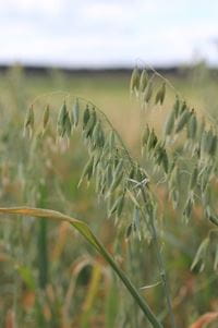 Oat plants growing in a field. 