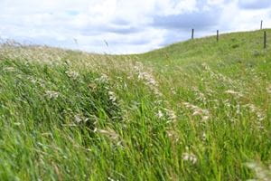 Brome grass in a pasture