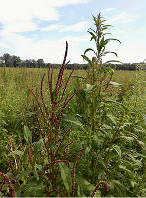  Two Palmer Amaranth plants on a field, male with red inflorescence to left and female with green inflorescence to right