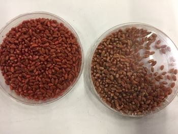 Wheat seed with fully uniform seed-treatment coverage (left) compared with partial or poorly applied seed treatment (right). 