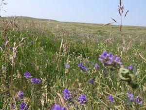 A field of tame pasture seeded with grass and legume forage blend