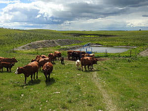 Cattle in field with dugout in the background