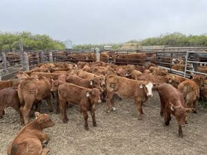 a cattle pen containing numerous brown calves with ear tags and brand marks