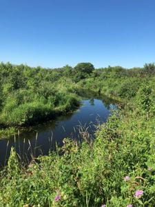 Healthy riparian areas have an important ecological role.