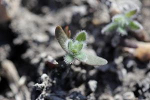 Green Kochia seedling coming up through dirt in Saskatchewan. 