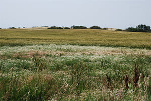 A field with scentless Chamomile weed Infestation