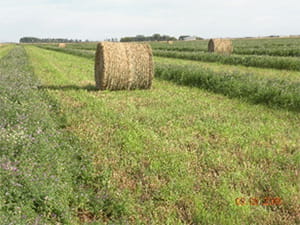 Multiple dried hay bales in a green field