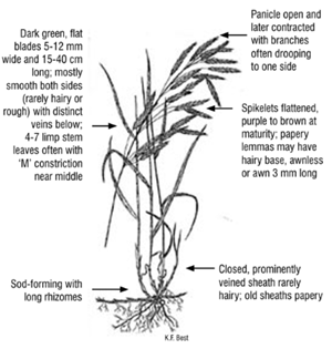 Identifying characteristics of smooth brome (Sask Forage Council) A description of the characteristics to identify the plant: Panicle open at flowering and later contracted, with branches often drooping to one side. Spikelets flattened, purple to brown at maturity; papery lemmas may have a hairy base and are awnless or with awns up to 3 millimetres (mm) long. Dark green, flat blades 5 to 12 millimetres (mm) wide and 15 to 40 centimetres (cm) long; mostly smooth on both sides with distinct veins below; 4 to 7 limp stem leaves often with an “M”-shaped constriction near the middle. Closed, prominently veined sheath, sheaths are hairy; older sheaths papery. Sod-forming with long rhizomes.