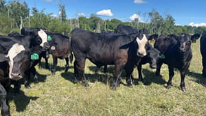  Black Steer calves with green ear tags and some white patches on the forehead standing together on a pasture, looking into the camera.