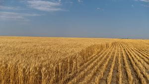 wheat field