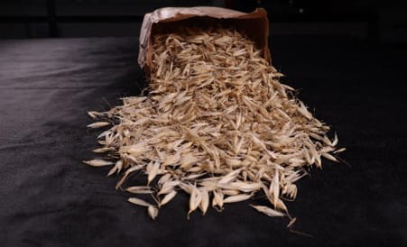  A sample of wild Oats submitted for herbicide resistance testing