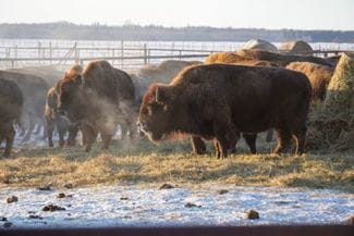 Bison standing on beige hay during winter time