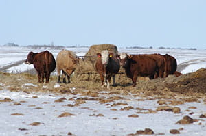 Cattle standing in a snow-covered field in front of hay bales