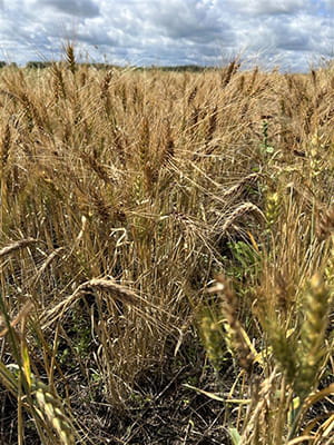 A brown field of winter wheat under a blue, cloudy sky