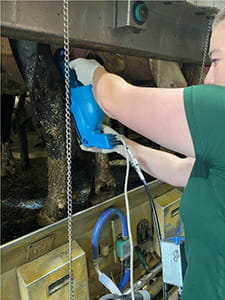 Specialist using the APT applicator on a cow after milking.