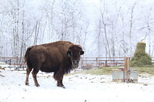 Bison standing corrals by water well with hay bale in background.  